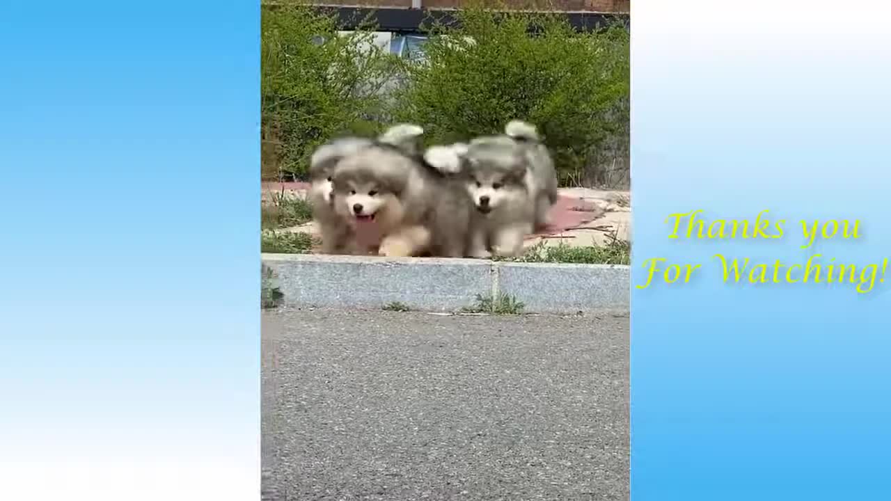 Funny Animal Videos 2021 - Impossible not to