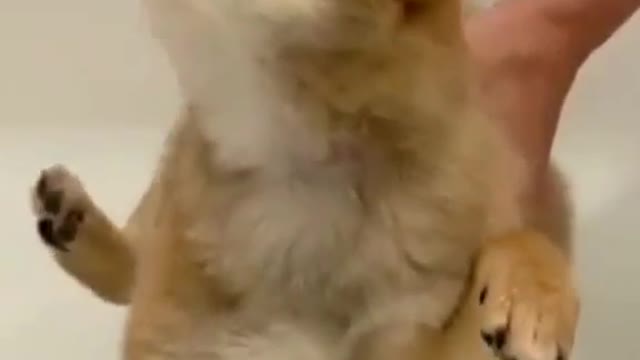 DOGGY DOESN'T LIKE WATER THAT MUCH.mp4