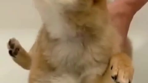 DOGGY DOESN'T LIKE WATER THAT MUCH.mp4