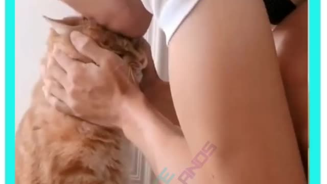 Cute cat