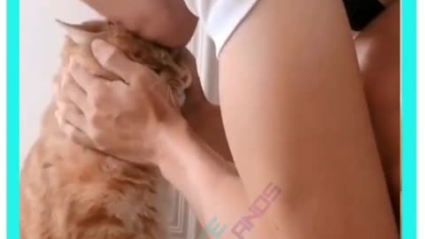 Cute cat
