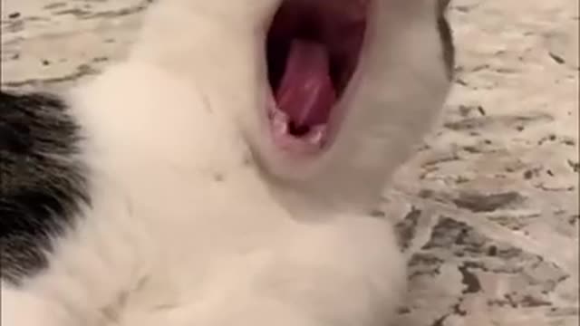 singing cat