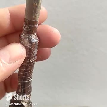 Seed Grown Cherry Grafting Success!!