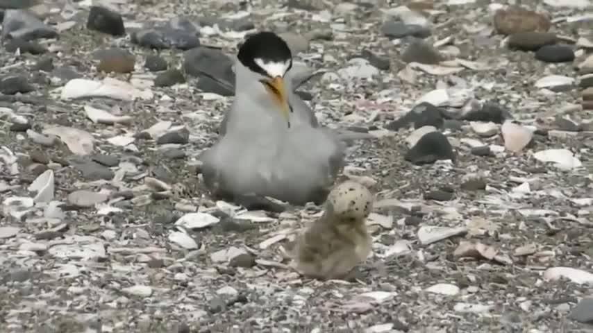 Mom /Mom! Where are you?Funny Birds Video