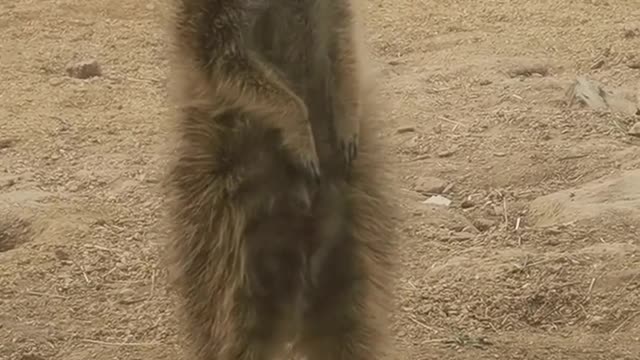Small animal sentinel wildlife park protect nature and wild animals
