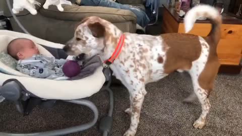 Throw the ball little human.🐶👶🏐😍