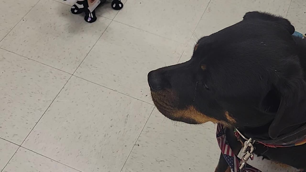 Service dog Ranger afraid of a lil pup
