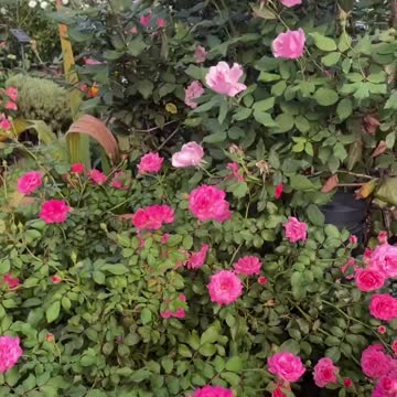 Beautiful Flowers at Yamashita Park