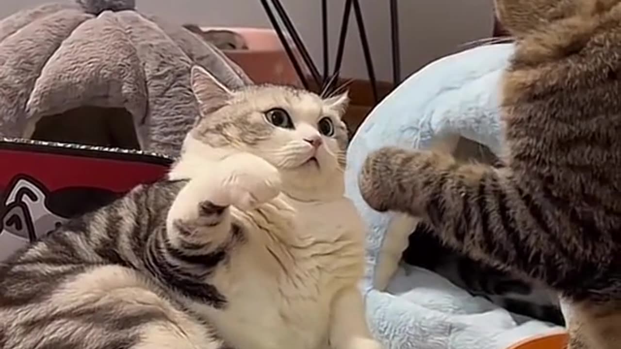 beautiful funny cat video