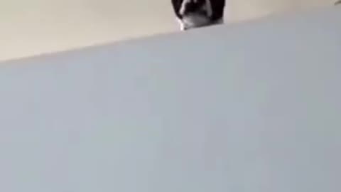 Funny Animal Videos #1 - 2022