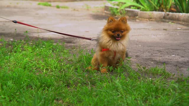 So Cute Animal Video| 4K Video | Cute Animals 😍😍😍