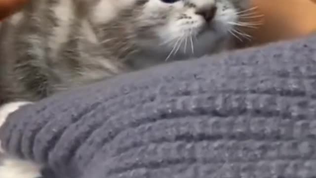 Be a lazy cat on a sunny afternoon.