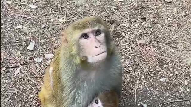 look monkey