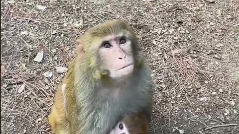 look monkey