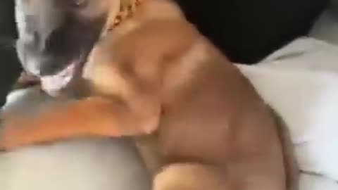 ps😹_ Best #funny Dogs #shorts Video😂_ #trending #animals #reels