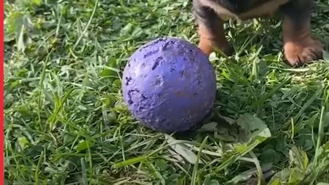 In The Genes- Dogs & Their Puppies