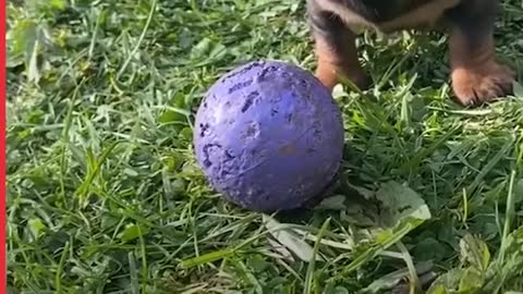 In The Genes- Dogs & Their Puppies