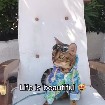 Travel with cats ☺️🐈