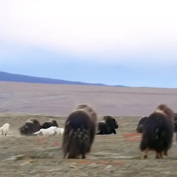 Wildlife, Group Fight|حیات وحش، مبارزه گروهی