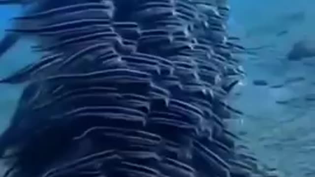 Amazing Underwater Life Sea Animals Swimming 🐠🌱🌱🌱