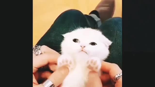 Cats Funny moment too much funny cats