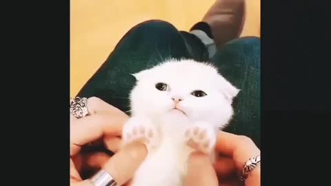 Cats Funny moment too much funny cats