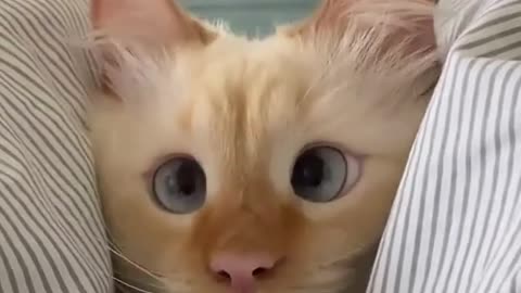 cute and cute cats2@#