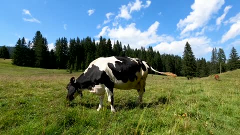 Kids Cow Videos | Kids Cow Video With Mooing Sound Without Music | Kids Cow Videos for Kids & Parent