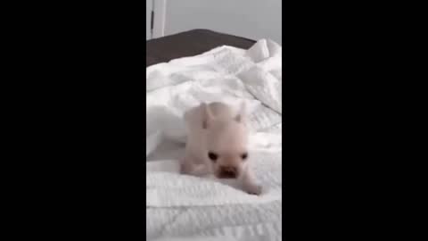 Cute puppy on the bed