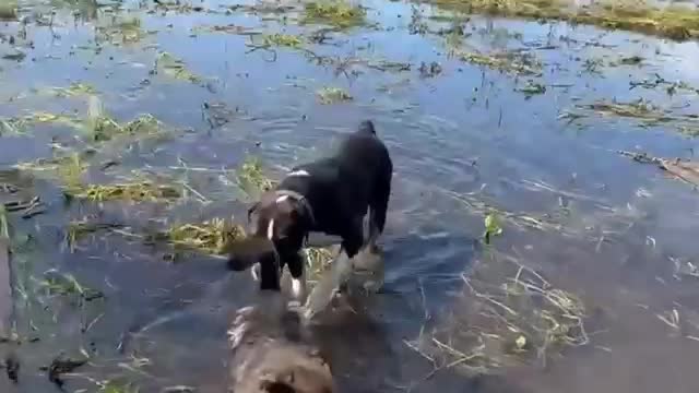 The shelter near Ussuriysk, which contains about 700 dogs, was flooded as a result of heavy rains