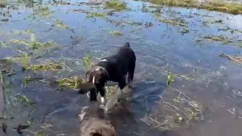 The shelter near Ussuriysk, which contains about 700 dogs, was flooded as a result of heavy rains