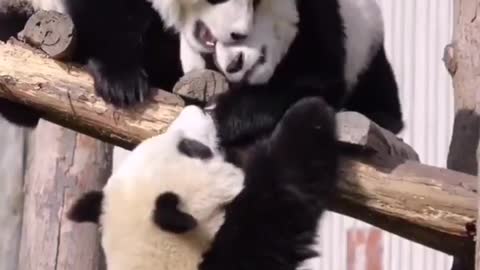 Giant Panda Knowing Kung Fu