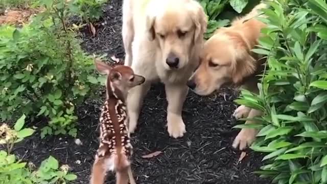 Adorable Labrador Dogs Caring For Newborn Fawn Videos