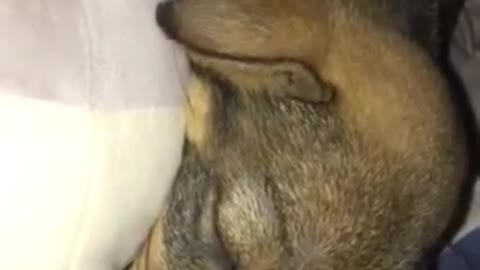 cute puppy sleep