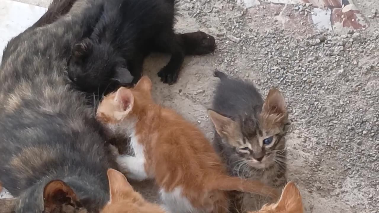 A happy & beautifull cat familly