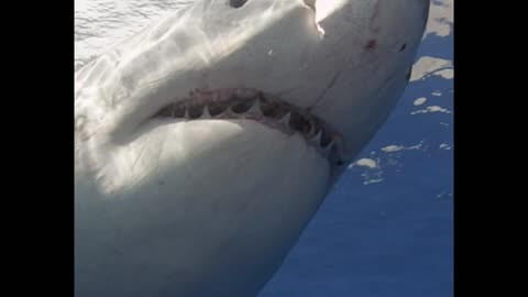 Great White passes overhead