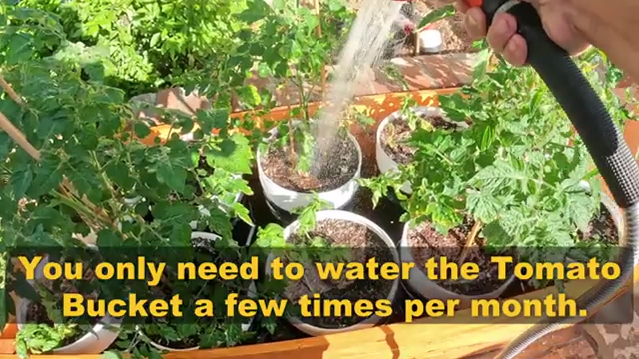 What is the Tomato Bucket Self Watering Planter Pot System?