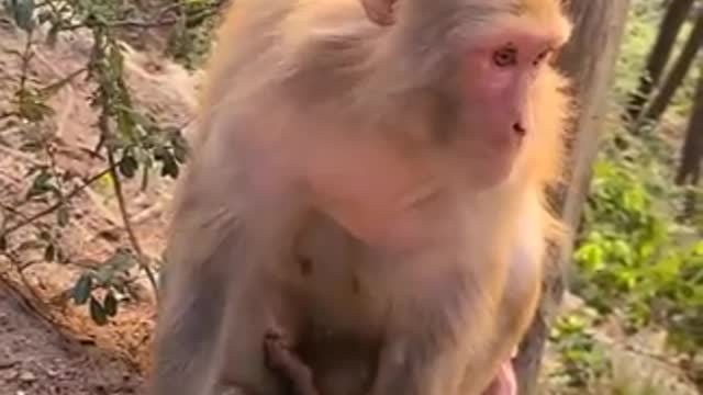 Lovely and Funny Monkey 💚 - Videos Compilation |Life Anything|