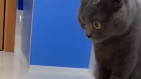 Funny cats with toys playing