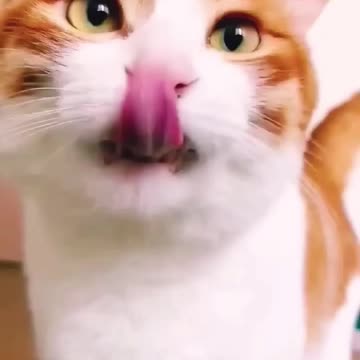 Quite kitten walk in the ramp