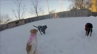 which dog will win the race? - catch me if u can!