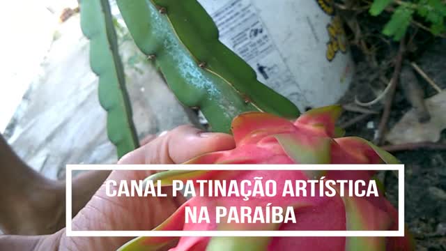 "PITAYA". Dragon fruit. Santa Rita-Paraíba-Brazil