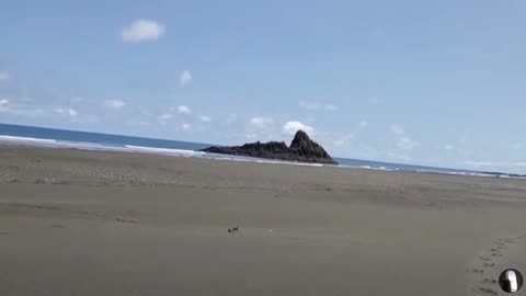 Karekare Beach Auckland New Zealand Tour