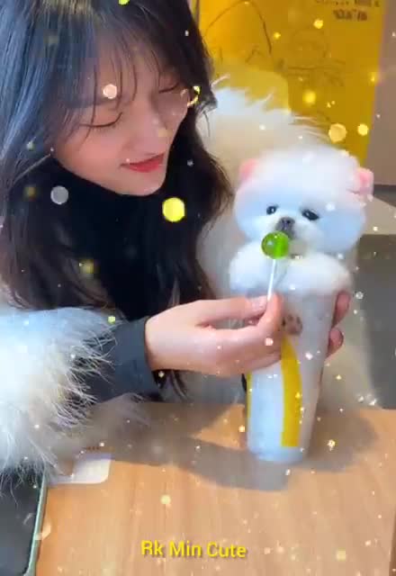 Cute Dog Funny Video / Dog Funny Video 2021