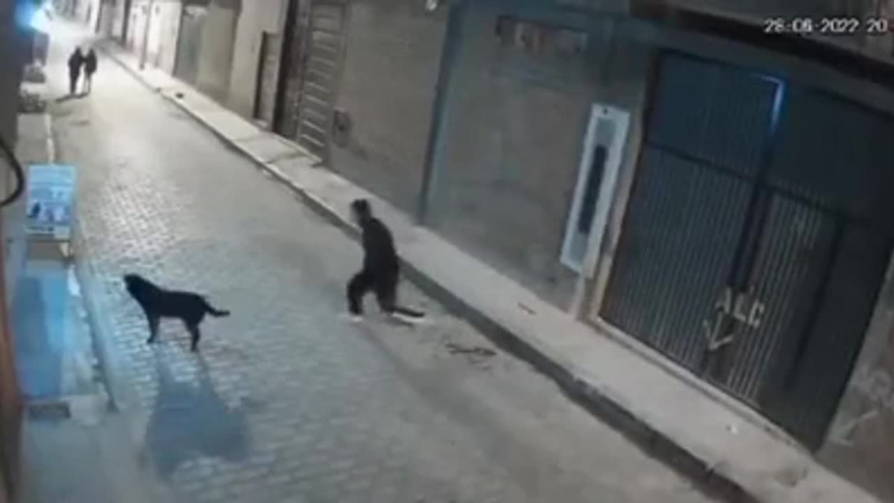 instant karma- man goes to kick dog and gets what he deserved