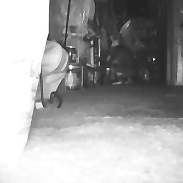 EA S24 - Dancing Cat