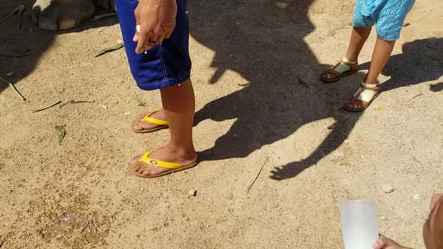 Toddler Attempts to Feed Baby Elephant