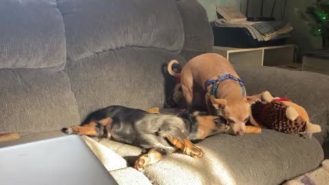 Chihuahua & Dachshund 🐶