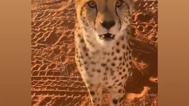 Attitude