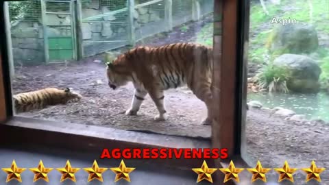 Lion_VS_Tiger_-_Tiger_VS_Lion_-_Aspin(